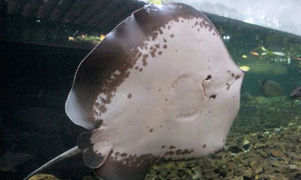 Lifelike Manta Ray Fish Plush Toys Simulation Devil Ray Carpet Pillow Doll Air Conditioner Room Nap Pause Quilt Tatami Cushion Lifelike Manta Ray Fish Plush Toys Simulation Devil Ray Carpet Pillow Doll Air Conditioner Room Nap Pause Quilt Tatami Cushion