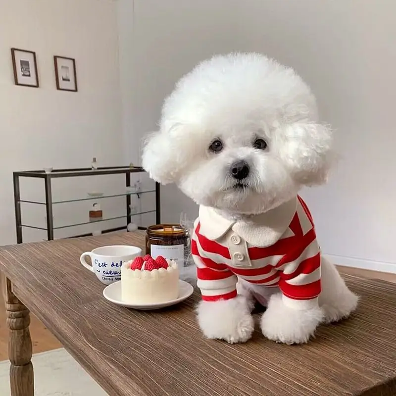 Fashion Pet Dog Striped Shirt Summer Puppy Clothes Cute Cat Vest Breathable Dog Thin Shirt Pet Kitten Clothing Chihuahua Clothes Fashion Pet Dog Striped Shirt Summer Puppy Clothes Cute Cat Vest Breathable Dog Thin Shirt Pet Kitten Clothing Chihuahua Clothes