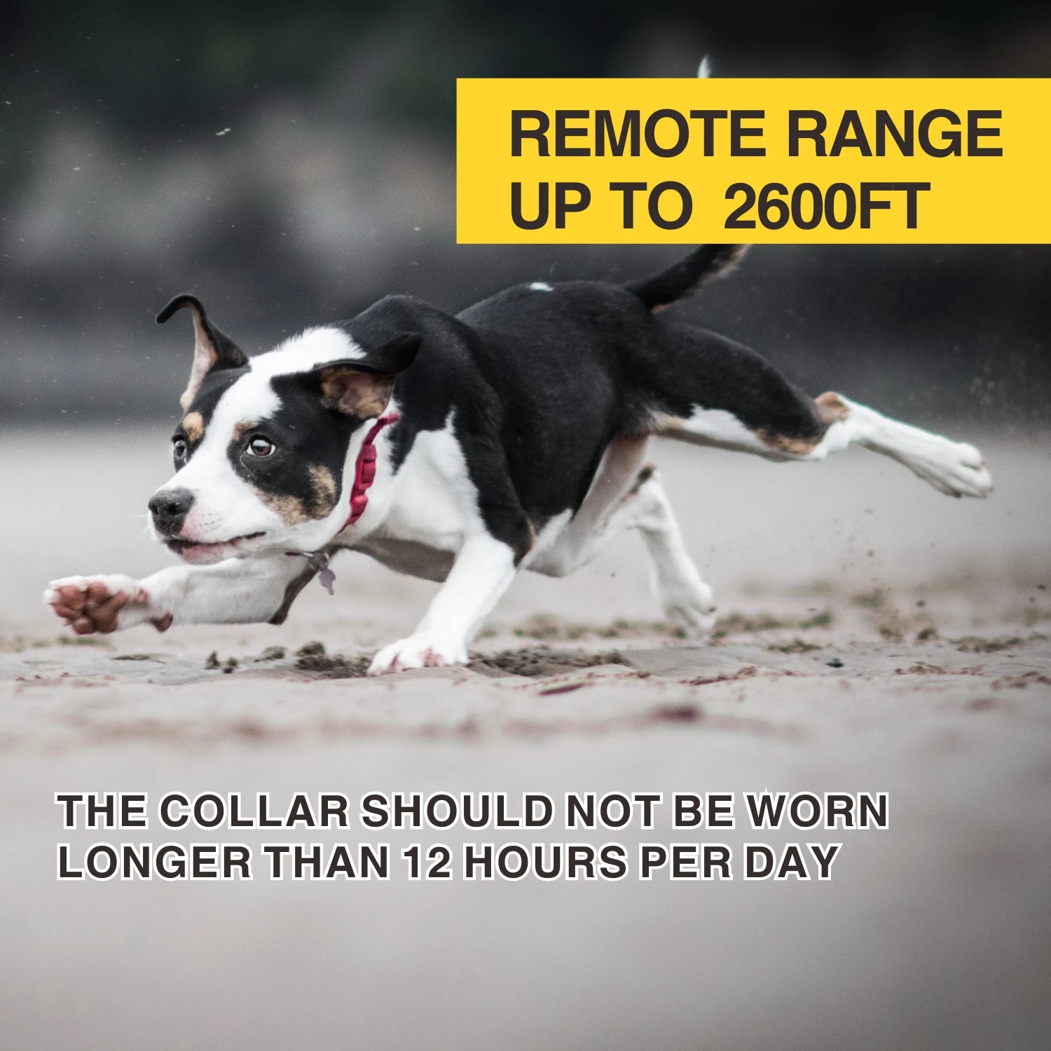 Dog Training Bark Collar 2 in 1 No Bark Control Collar 800M Rechargeable Dog Electric Collar Remote Waterproof Dog Pet Product Dog Training Bark Collar 2 in 1 No Bark Control Collar 800M Rechargeable Dog Electric Collar Remote Waterproof Dog Pet Product